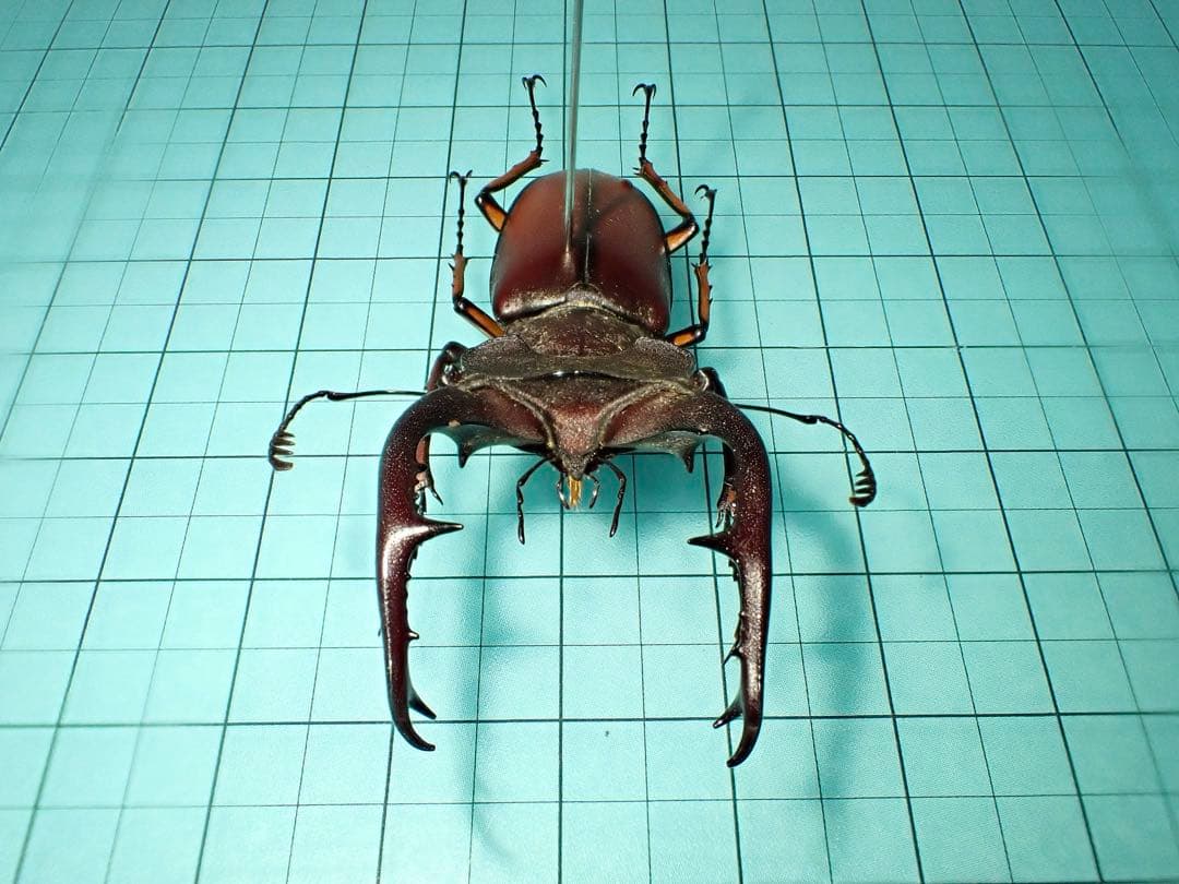 【標本】フジタミヤマクワガタ　ベトナム産　54.3ミリ　野外品