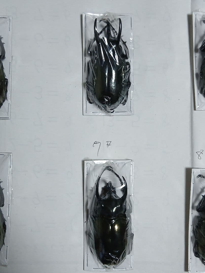 南洋大兜虫・甲虫標本（カブトムシ／サイカブト）