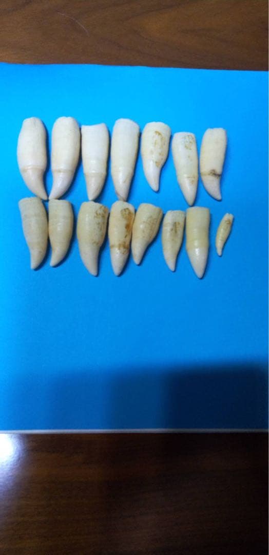 k*l様 ⭐︎激レア⭐︎希少⭐︎シャチの歯　骨董品