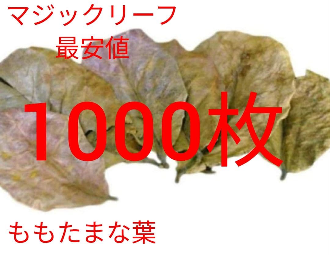 大小様々　無農薬マジックリーフ　天然ももたまな葉　　1000枚