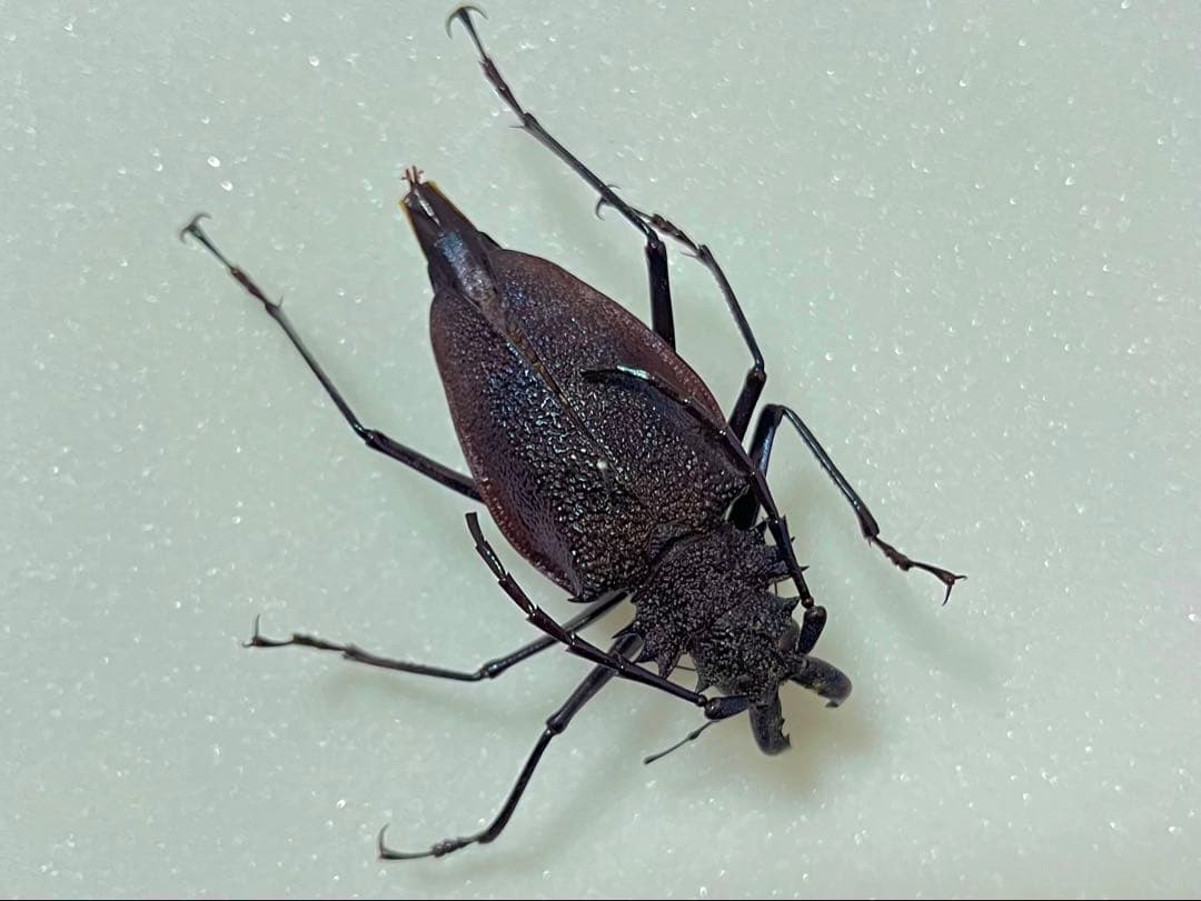 【珍品！】ブルー〜パープル系 ルリオニカミキリ 標本 キンオニカミキリ