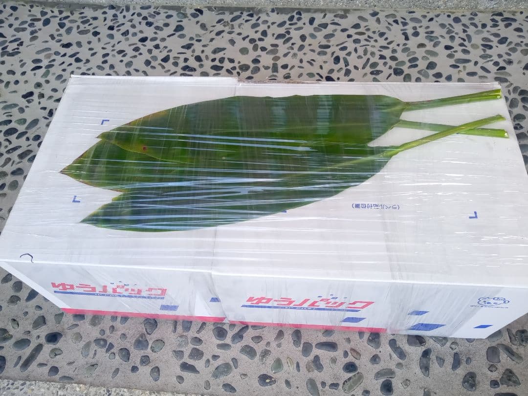 ハワイ産沖縄育ちのティーリィ―フ