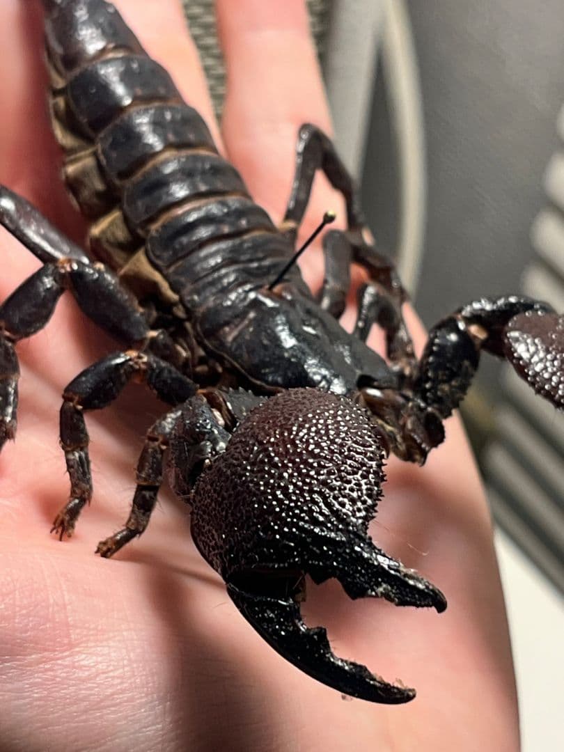 【150mm程】ダイオウサソリ エンペラースコーピオンムカデセンチピード