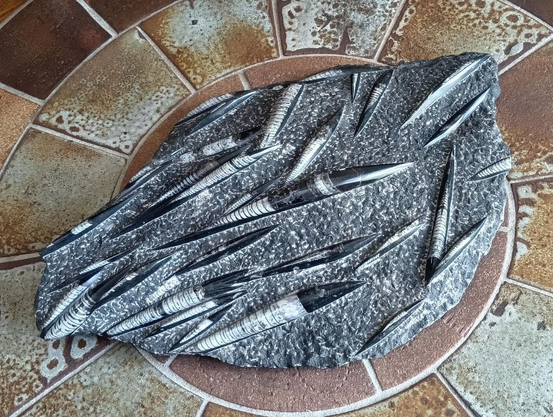 オルソセラスの化石のオブジェ