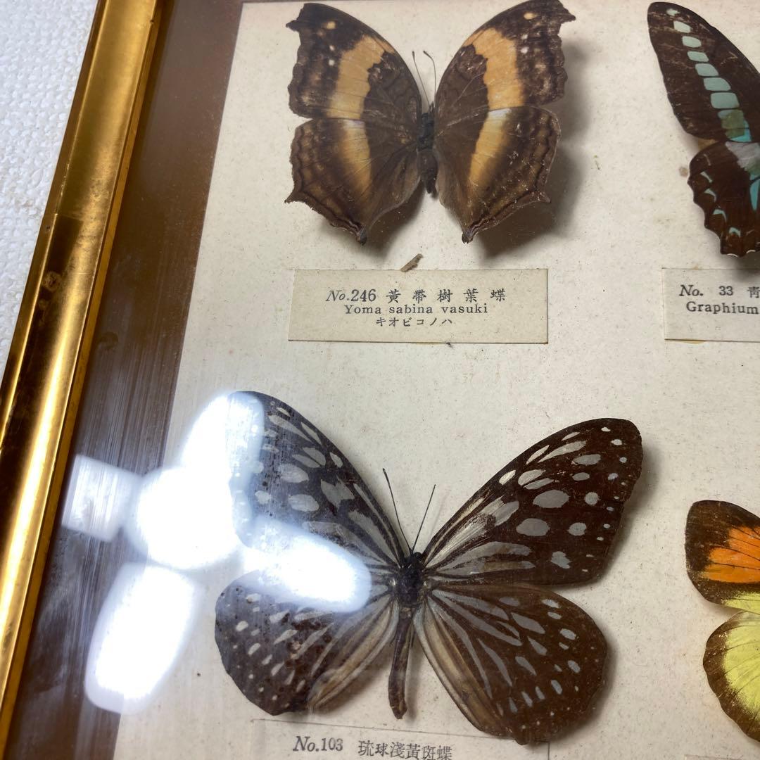 蝶の標本コレクション