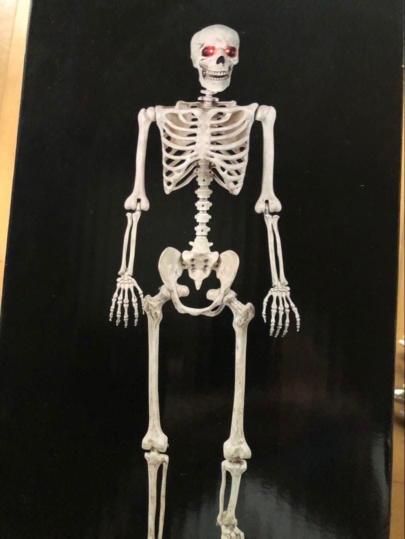 等身大　ガイコツ　スカル