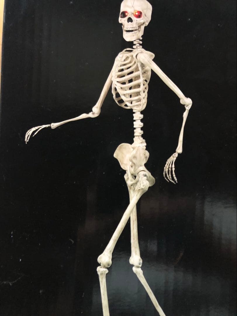 等身大　ガイコツ　スカル