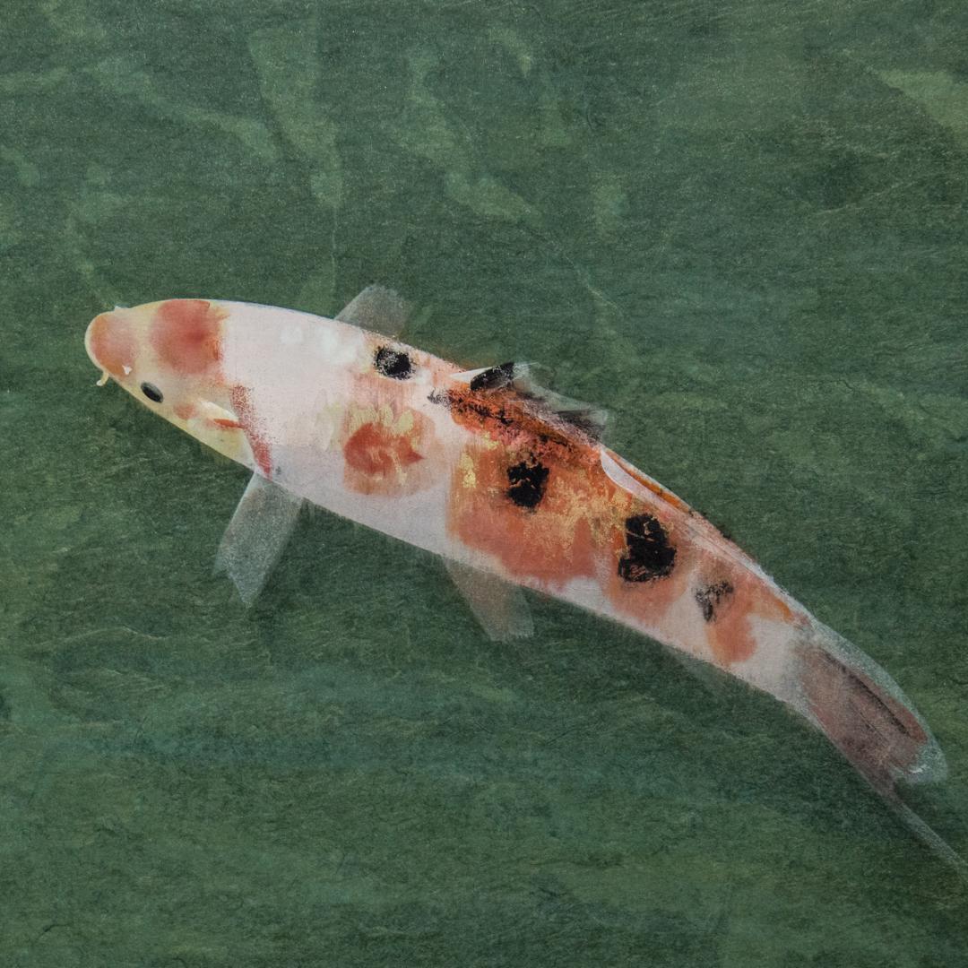 掛軸-1425　梶喜一　鯉　共箱　二重箱　太巻