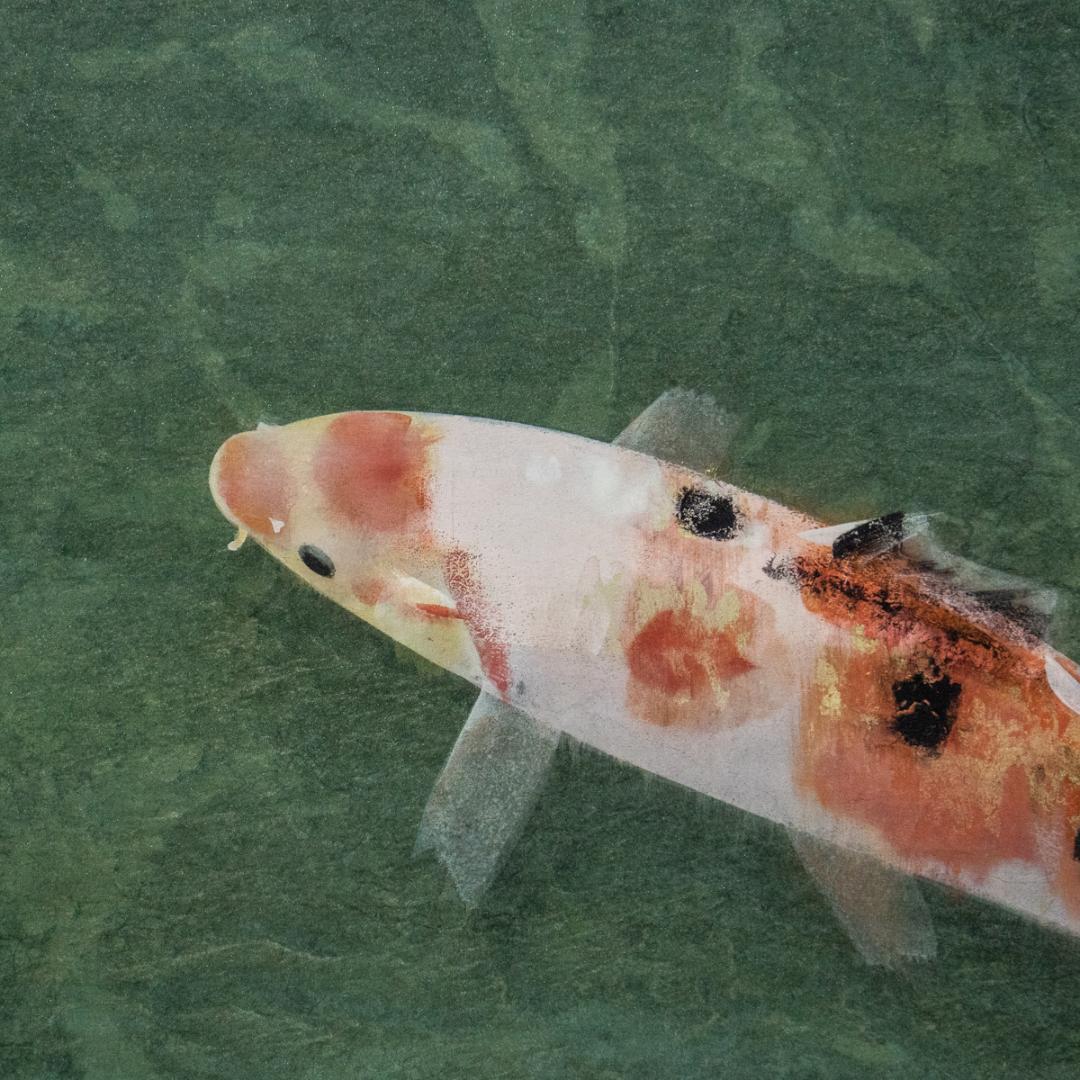 掛軸-1425　梶喜一　鯉　共箱　二重箱　太巻