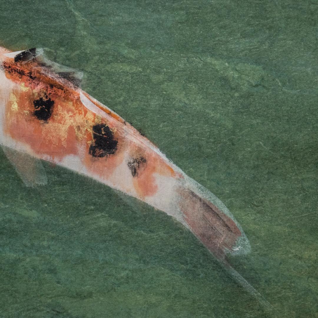 掛軸-1425　梶喜一　鯉　共箱　二重箱　太巻