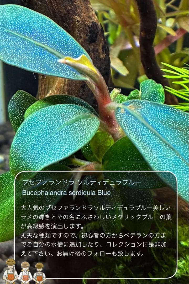 水草茂「llic Blue」（水草＋流木セット）