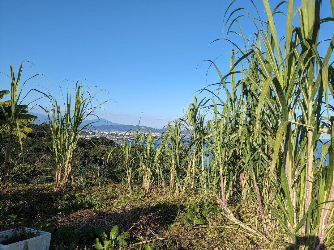 竹糖苗　400芽　サトウキビ　和三盆