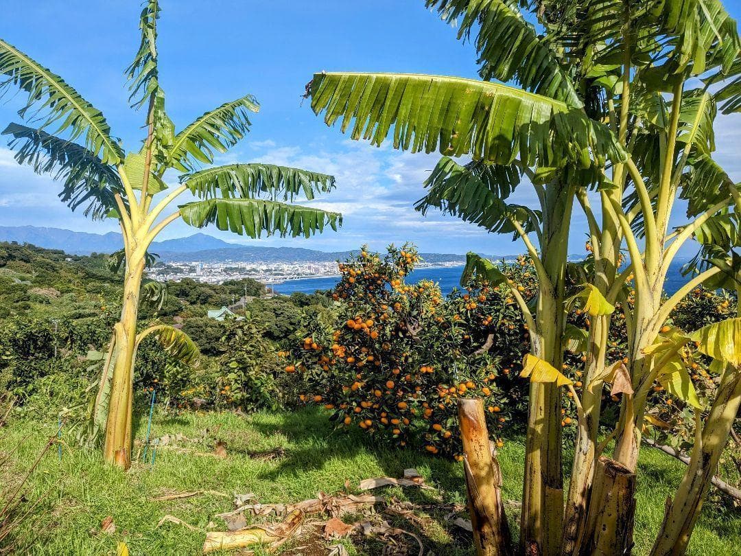 竹糖苗　400芽　サトウキビ　和三盆