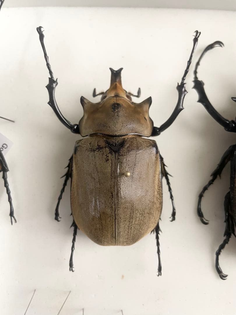 ゾウカブト　2頭