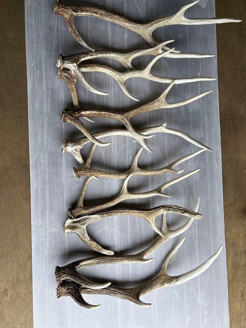 蝦夷鹿の角 10本