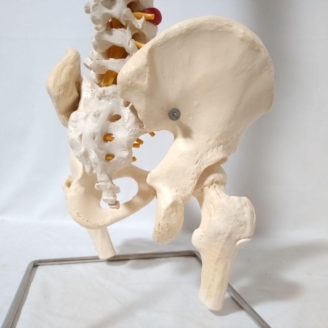 3B Scientific　人体模型　脊柱・脊椎骨　脊柱可動型モデル　骨格標本