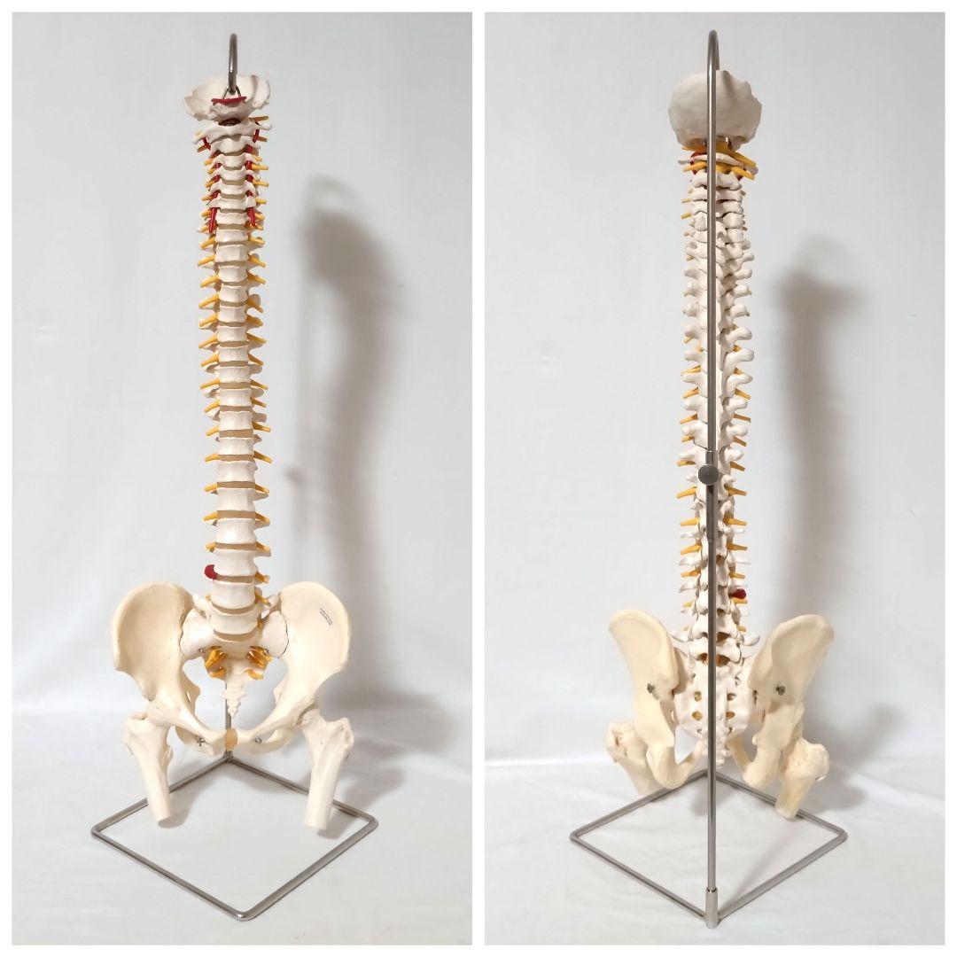 3B Scientific　人体模型　脊柱・脊椎骨　脊柱可動型モデル　骨格標本