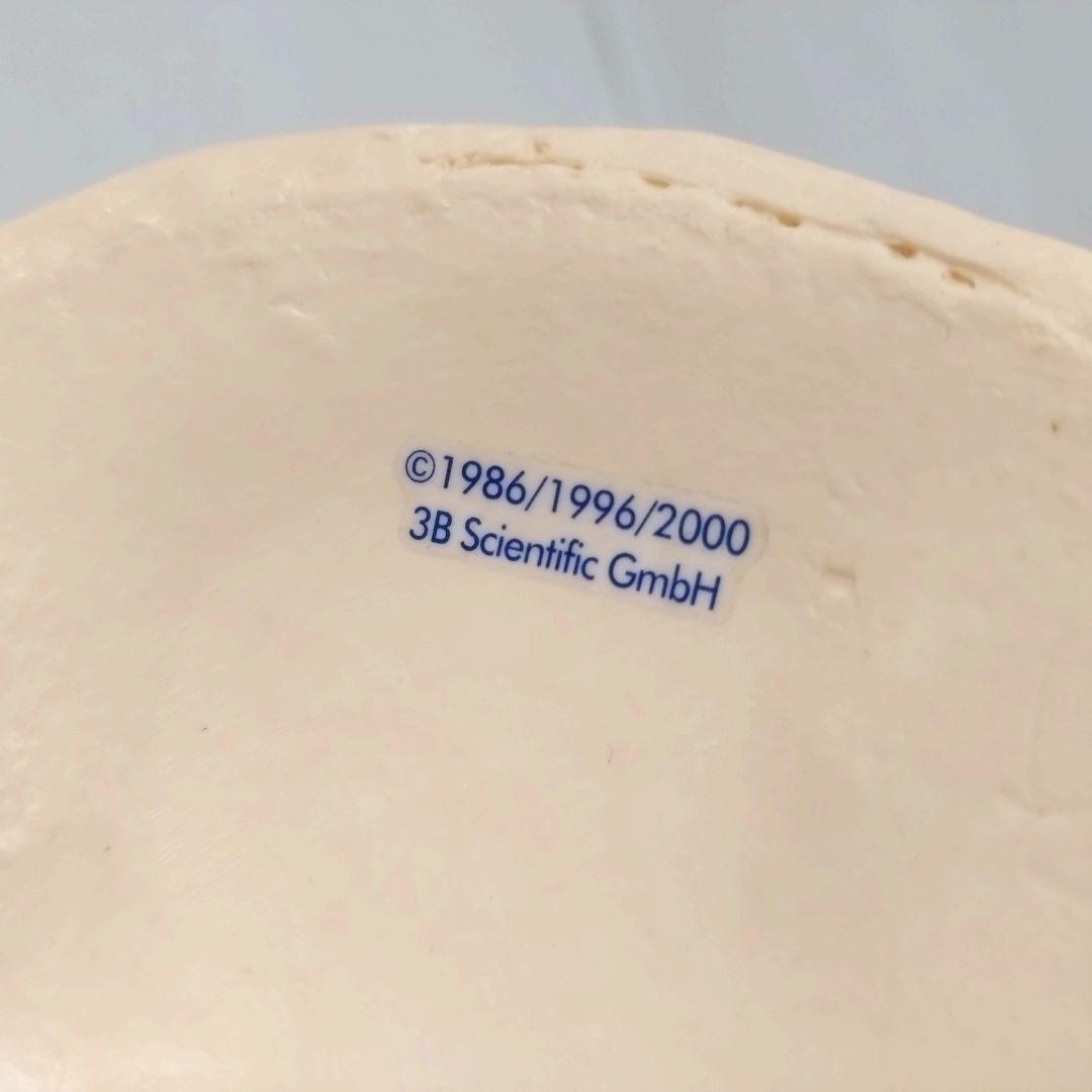 3B Scientific　人体模型　脊柱・脊椎骨　脊柱可動型モデル　骨格標本