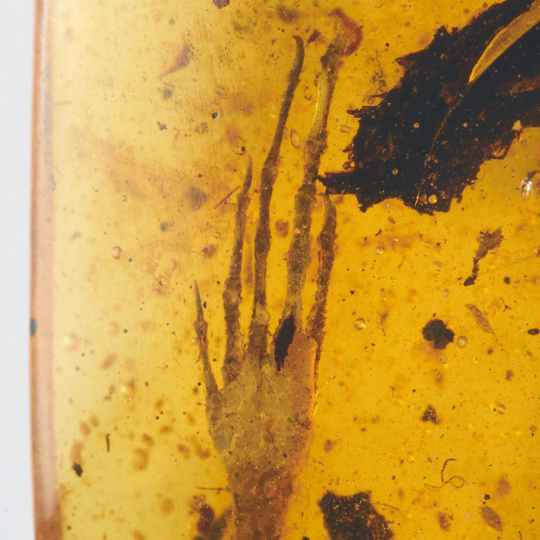 レア極上品 PA0083虫入り琥珀化石　ミャンマーカムティかタナイ9900万年前