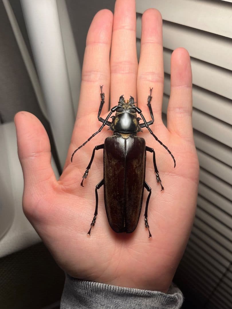 【韓国保護種】ウスリーオオキバウスバカミキリ Callipogon　標本