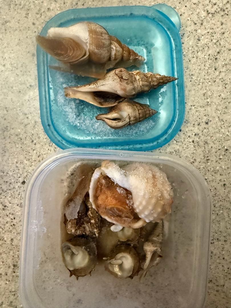 貝　【まとめ売り】