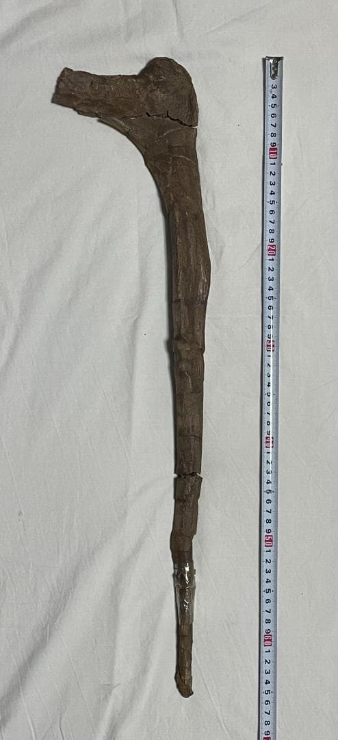 化石　恐竜ハドロサウルス科の肋骨　実物　産地・種類不明　64㎝