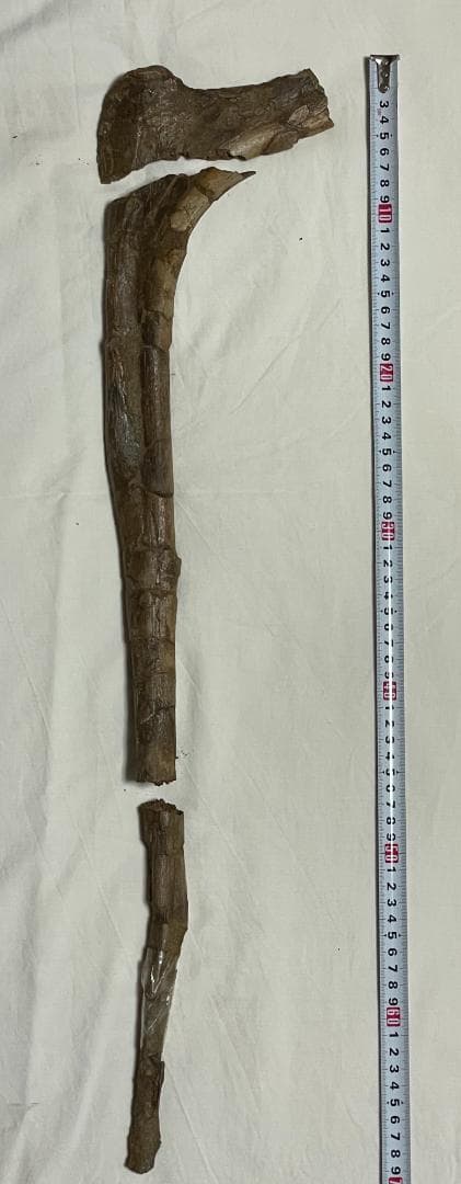 化石　恐竜ハドロサウルス科の肋骨　実物　産地・種類不明　64㎝