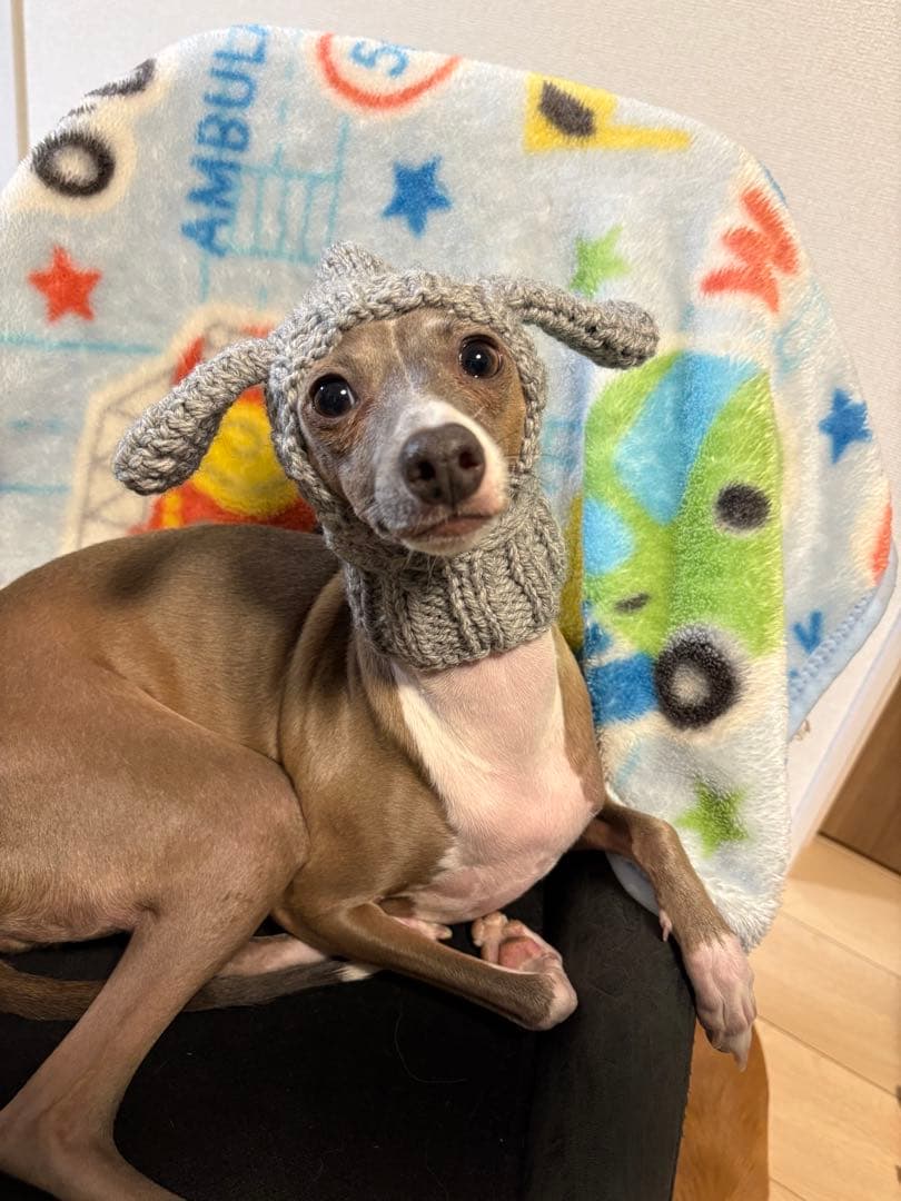 犬用ニットハンドメイド