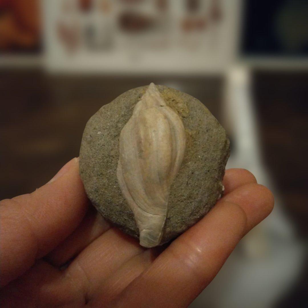 美術 デッサン用 極美品 Fulgoraria化石 500万年前 高知産