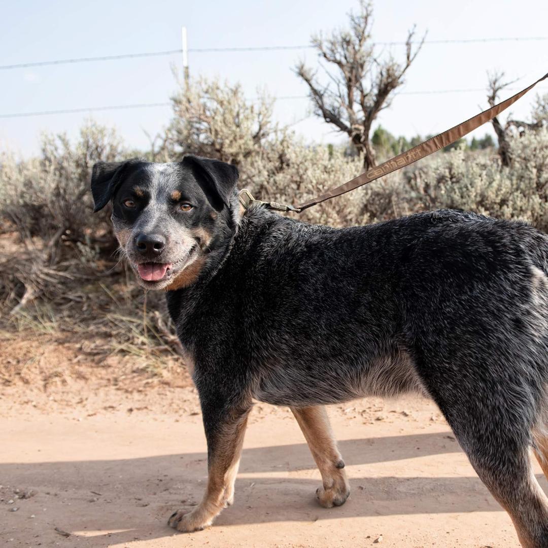 【NEW】Carhartt カーハート 犬用リーシュ(L)＆首輪(M)セット 茶