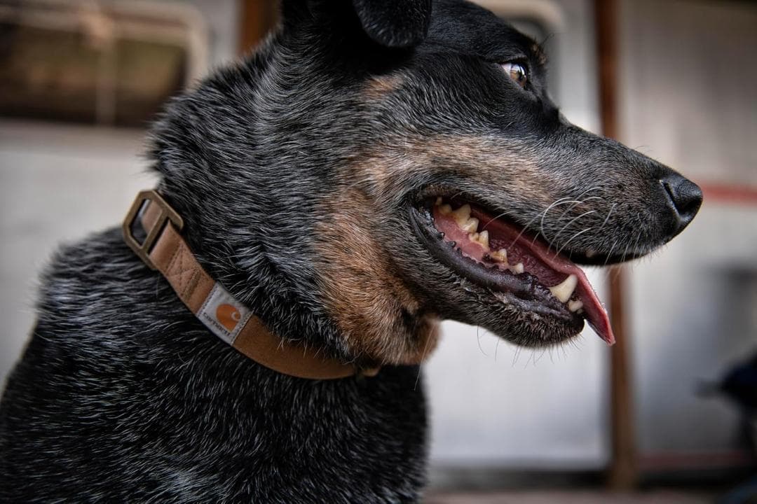 【NEW】Carhartt カーハート 犬用リーシュ(L)＆首輪(M)セット 茶