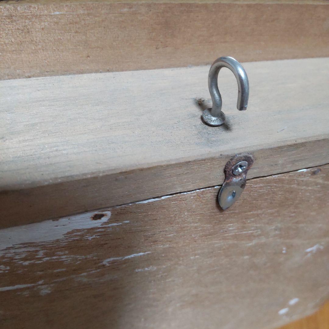 やっちゃん　メガネトリバネアゲハ　スルコウスキーモルフォ蝶　蝶の標本