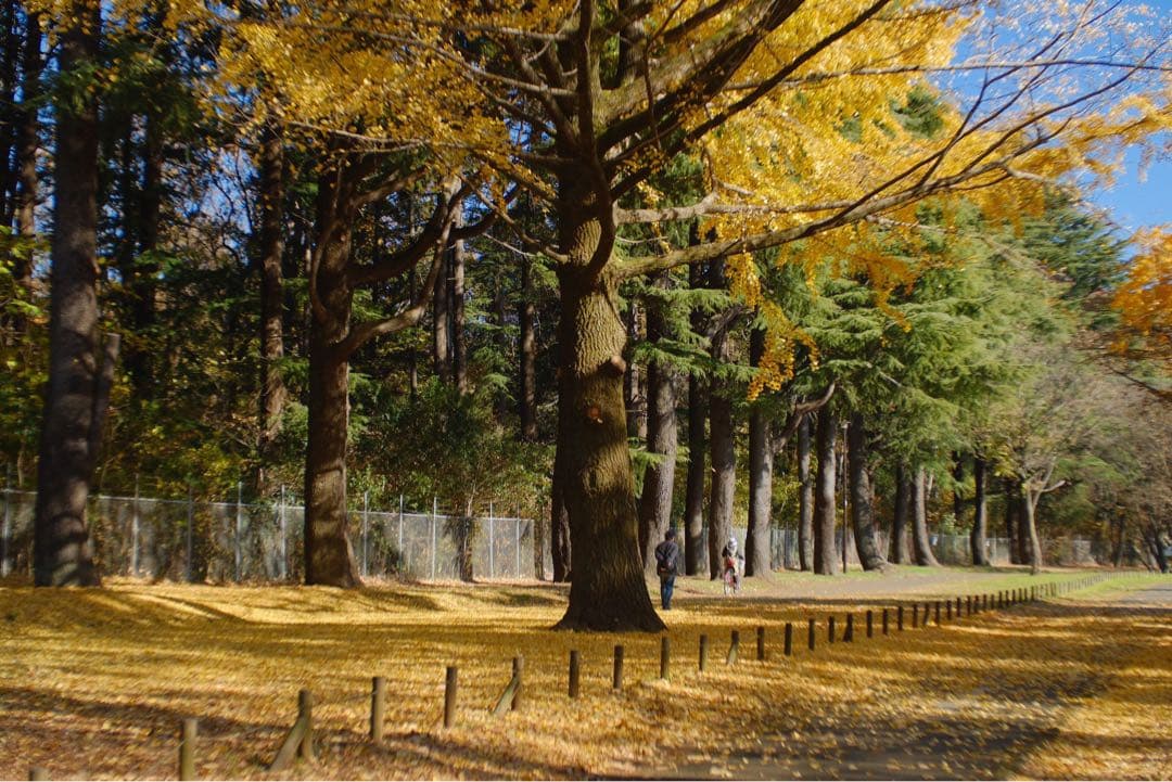 ライカ 50mm f/2 Summicron-R [Nikonマウント]