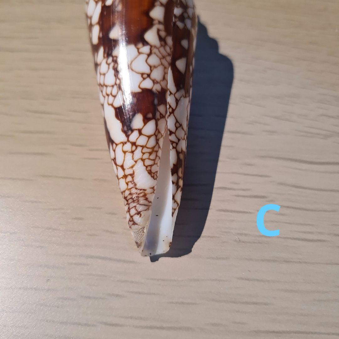 貝殻 イモガイ \"Milneedwardsii” 赤と白いストライプ