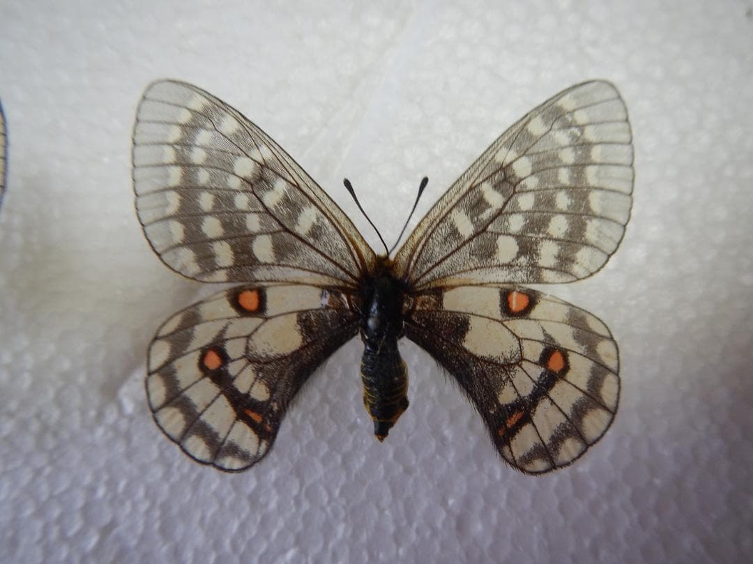 ウスバキチョウ（ロシア）ペアー