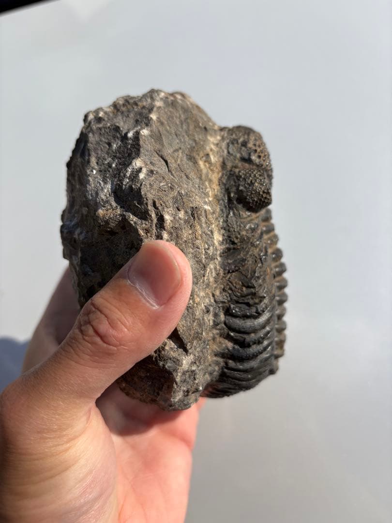 大きな三葉虫　化石