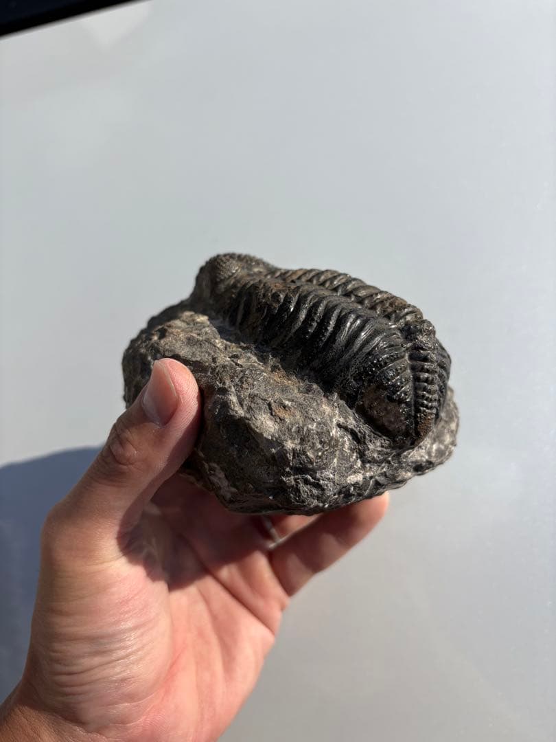 大きな三葉虫　化石