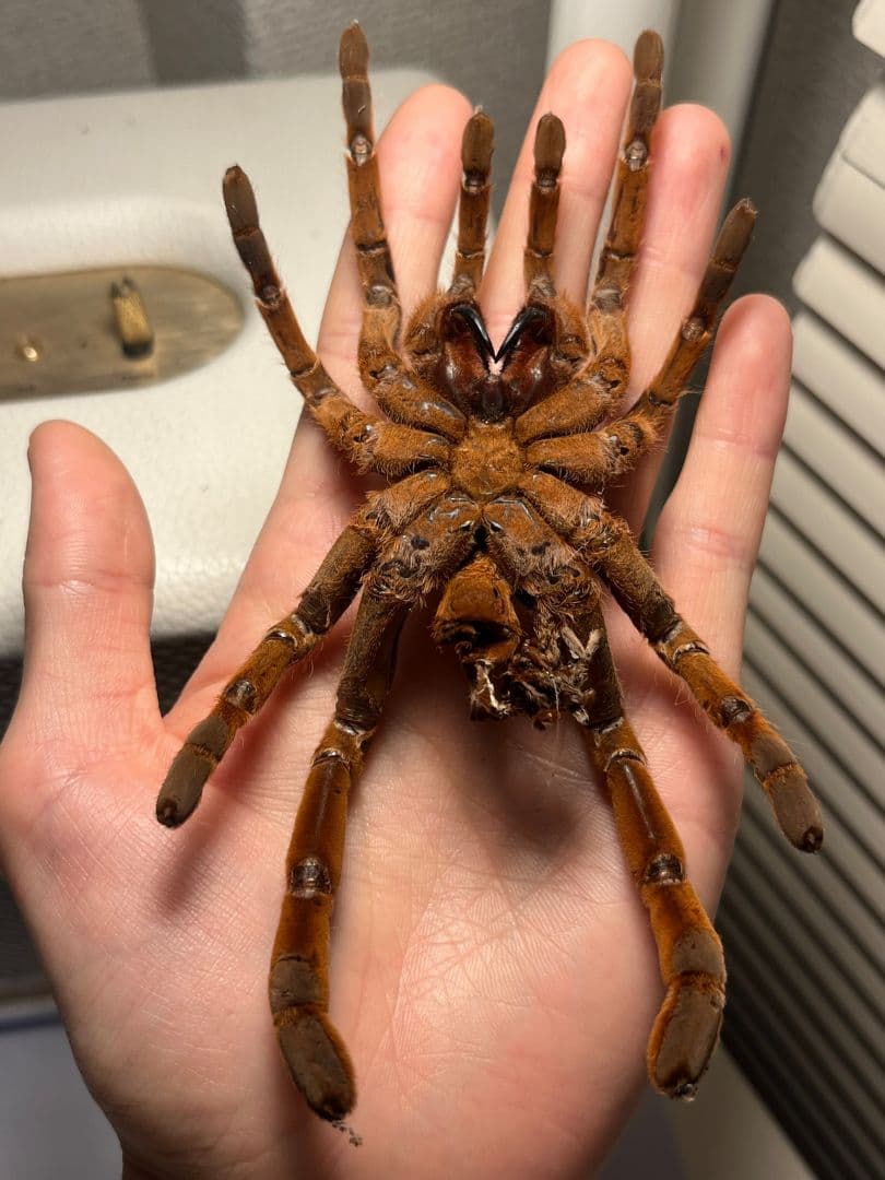 【阿州最大種】キングバブーンタランチュラの標本 LS16cm程ムカデセンチピード