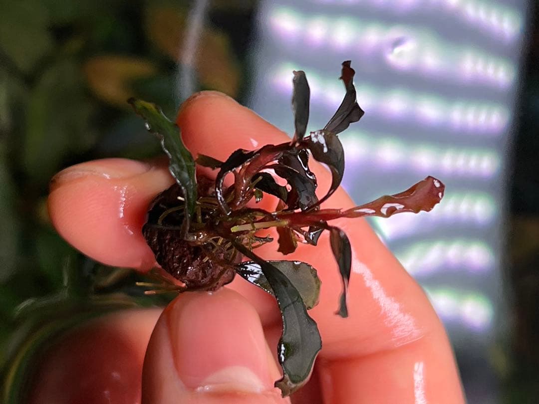 ブセファランドラspゴーストカリマンタン 2株