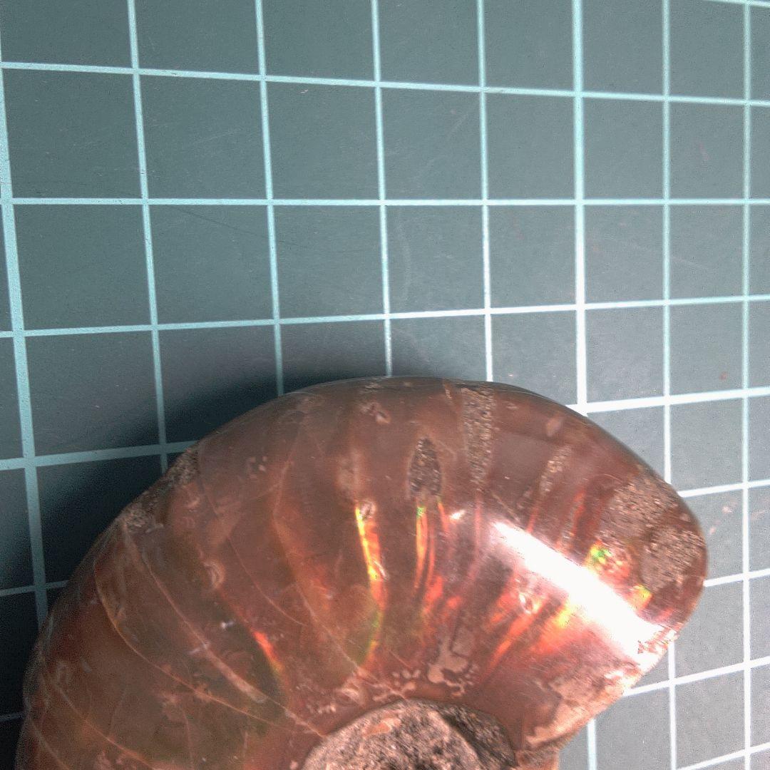 小物１ アンモナイト化石 光沢あり