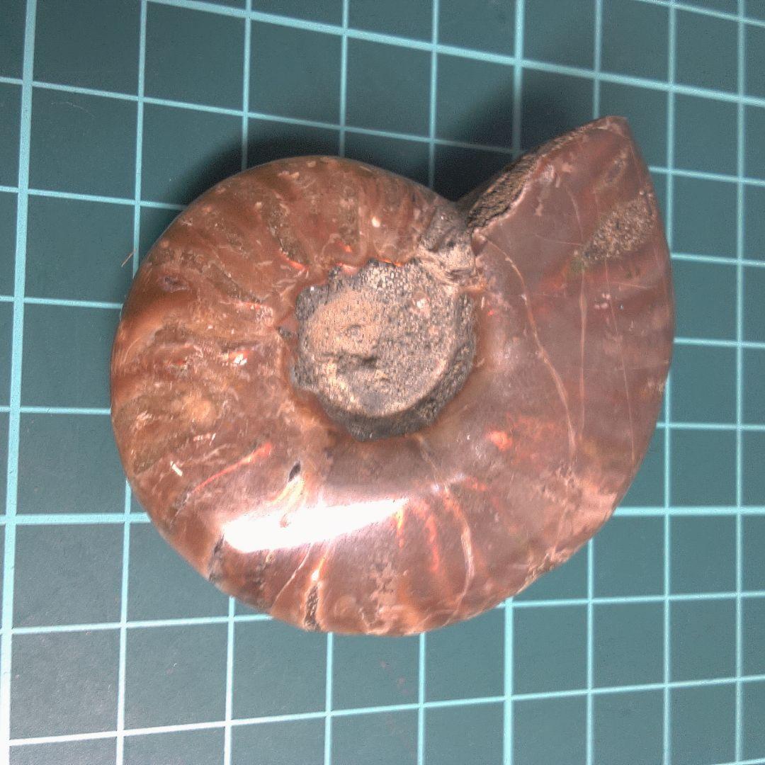 小物１ アンモナイト化石 光沢あり