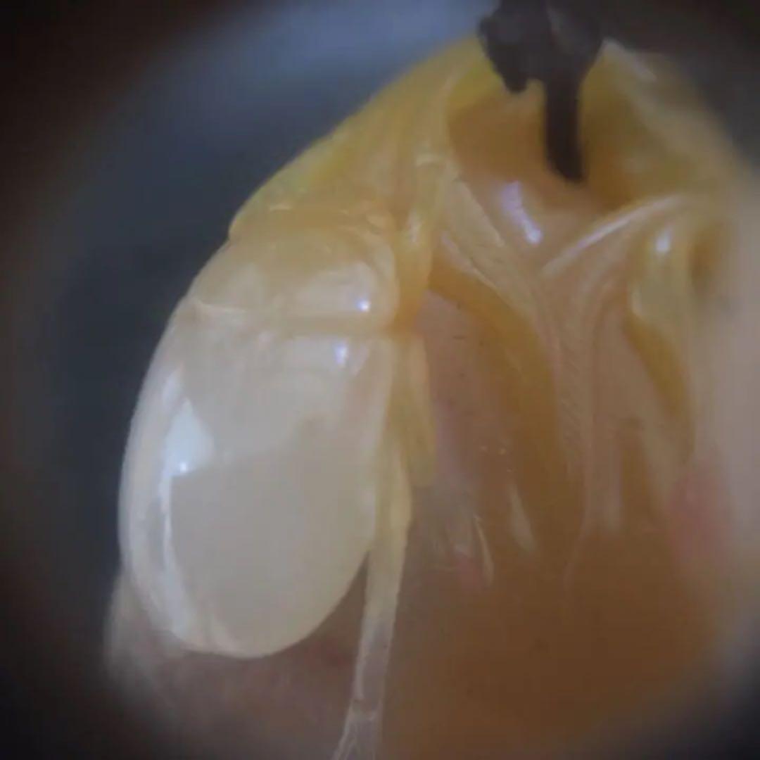 中国壽山田黄石