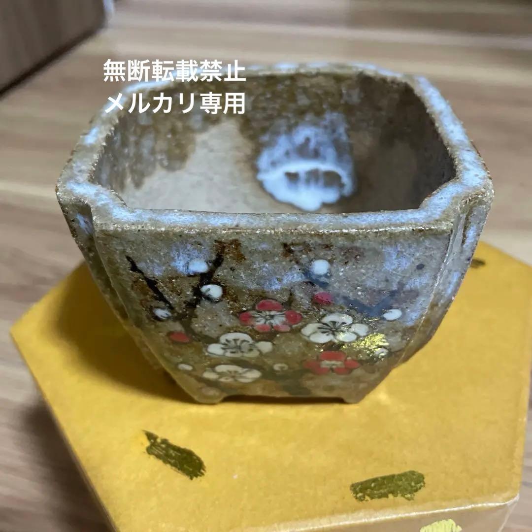 盆栽鉢　桑津香石　山野草　梅　椿　小品盆栽