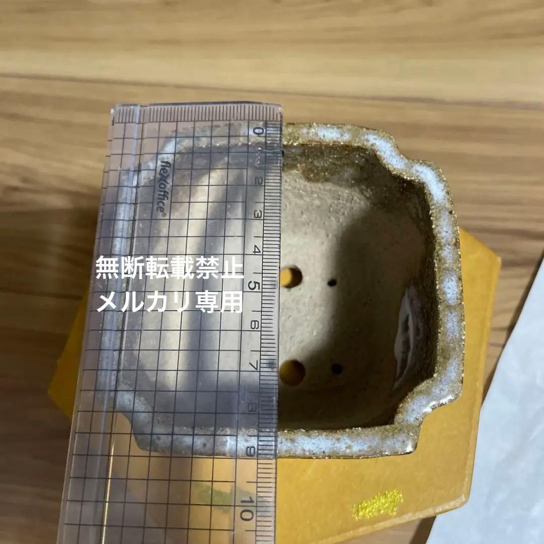 盆栽鉢　桑津香石　山野草　梅　椿　小品盆栽