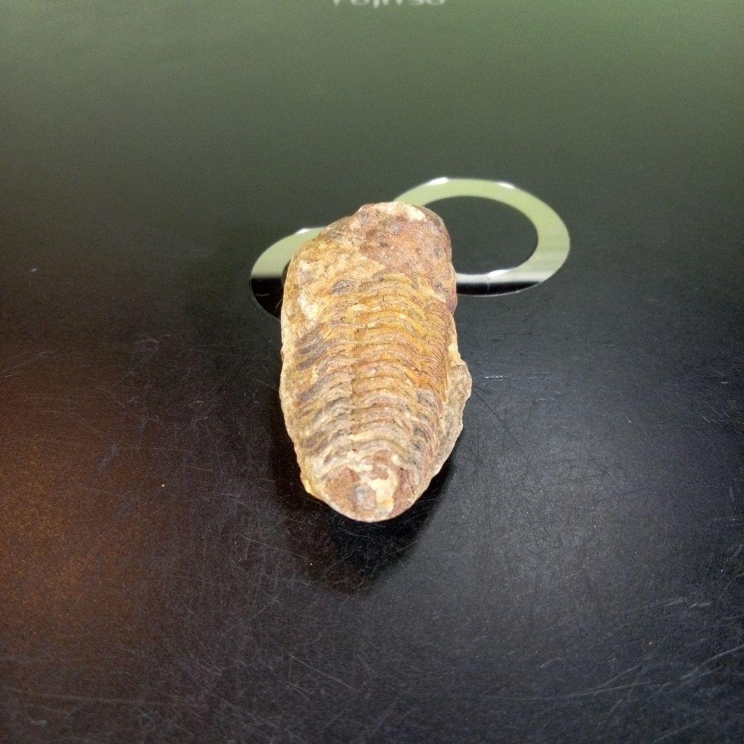 三葉虫　化石　fossil　ボリビア産　trilobite　ノジュール判別⑧