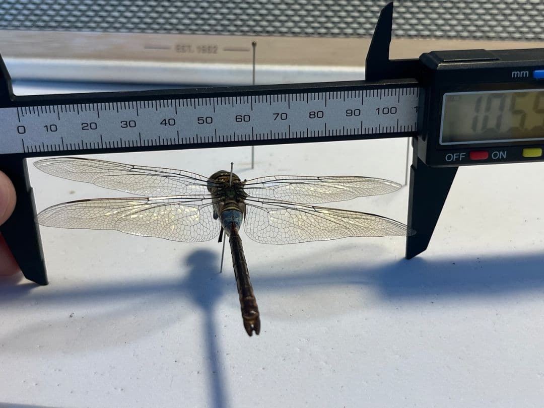 ギンヤンマ 昆虫標本ヘビトンボカマキリマンティス トンボ オニヤンマ 蜻蛉