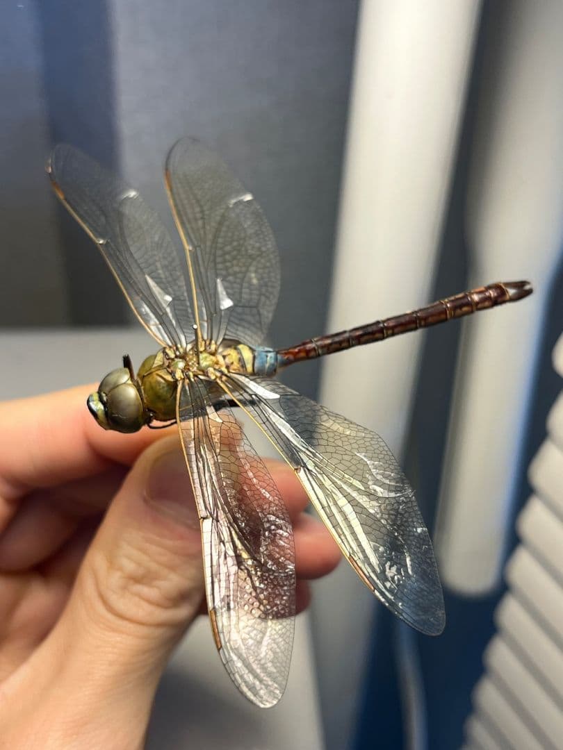 ギンヤンマ 昆虫標本ヘビトンボカマキリマンティス トンボ オニヤンマ 蜻蛉