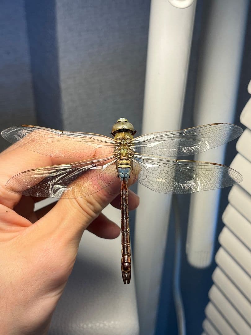 ギンヤンマ 昆虫標本ヘビトンボカマキリマンティス トンボ オニヤンマ 蜻蛉