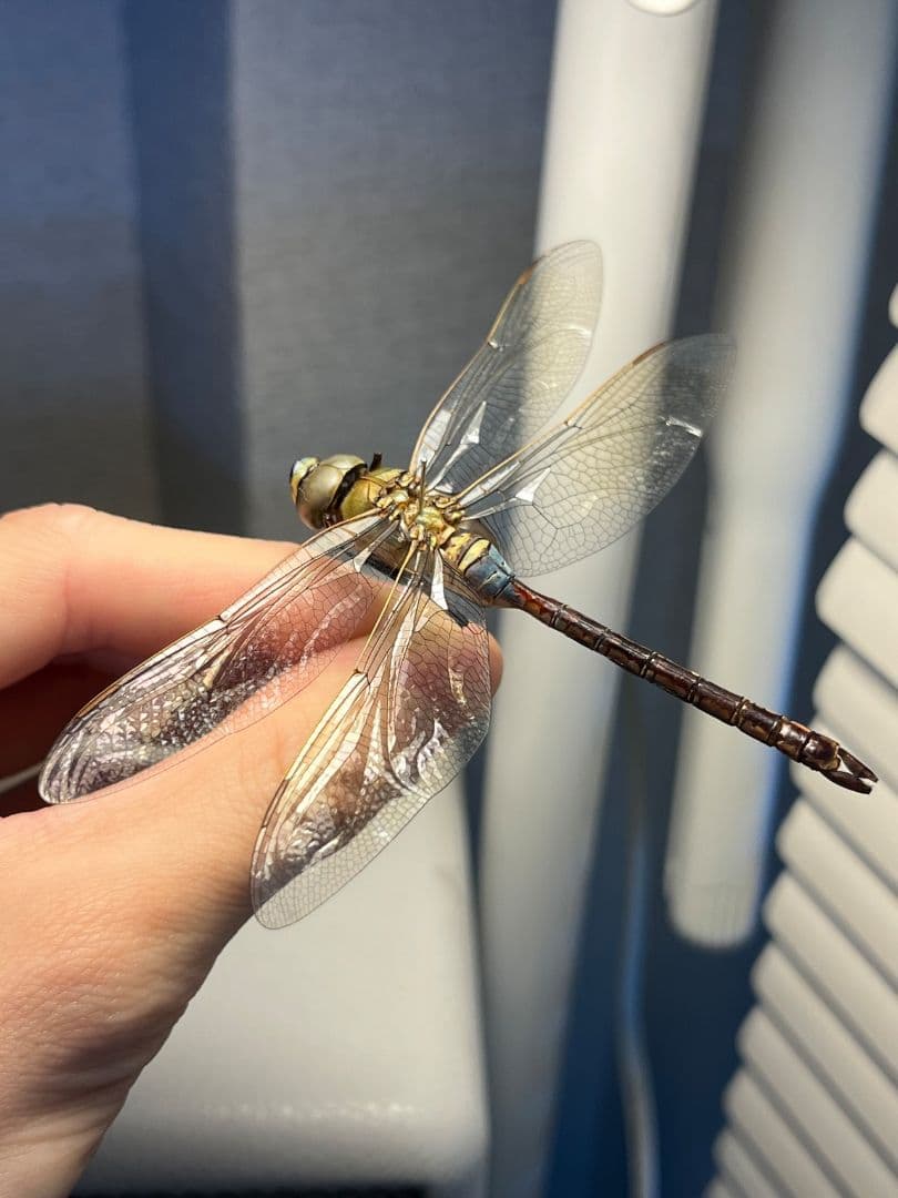 ギンヤンマ 昆虫標本ヘビトンボカマキリマンティス トンボ オニヤンマ 蜻蛉