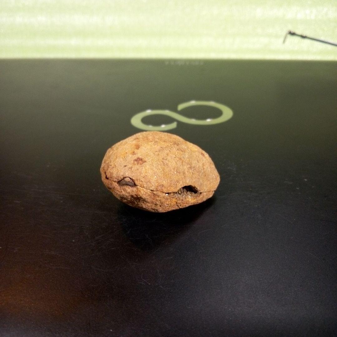 三葉虫　化石　fossil　ボリビア産　trilobite　ノジュール管理⑧